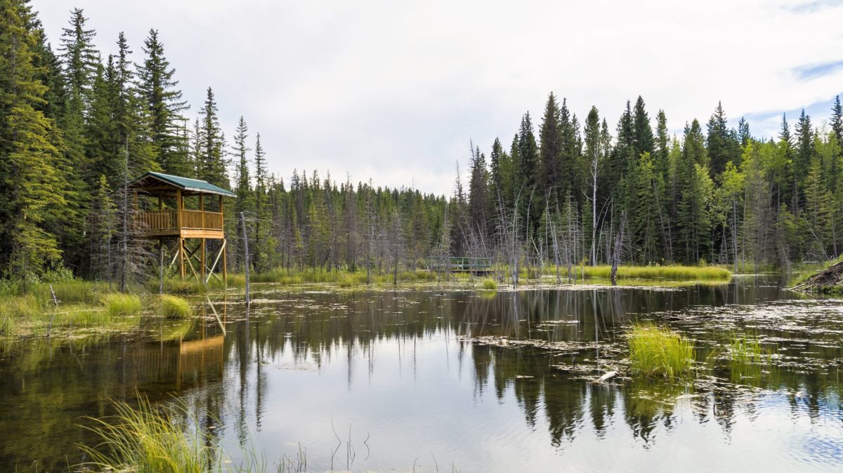 Beaver Boardwalk in Hinton, Alberta